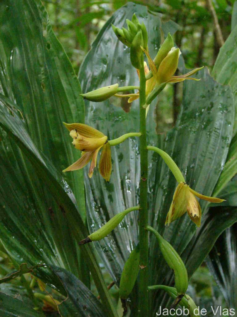 Phaius luridus Thwaites